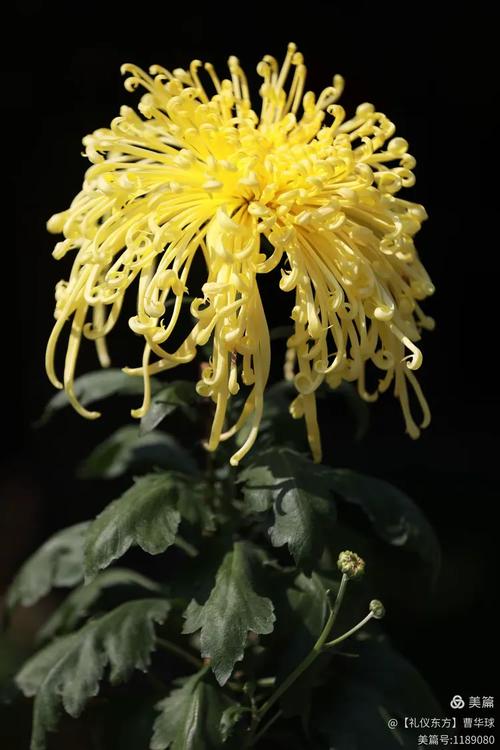 寒花开已尽，菊蕊独盈枝——品菊闻香正当时